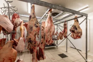 Bovins et pièces de viande suspendus sur rails métalliques dans une chambre froide carrelée.