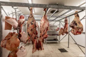 Bovins et pièces de viande suspendus sur rails métalliques dans une chambre froide carrelée.